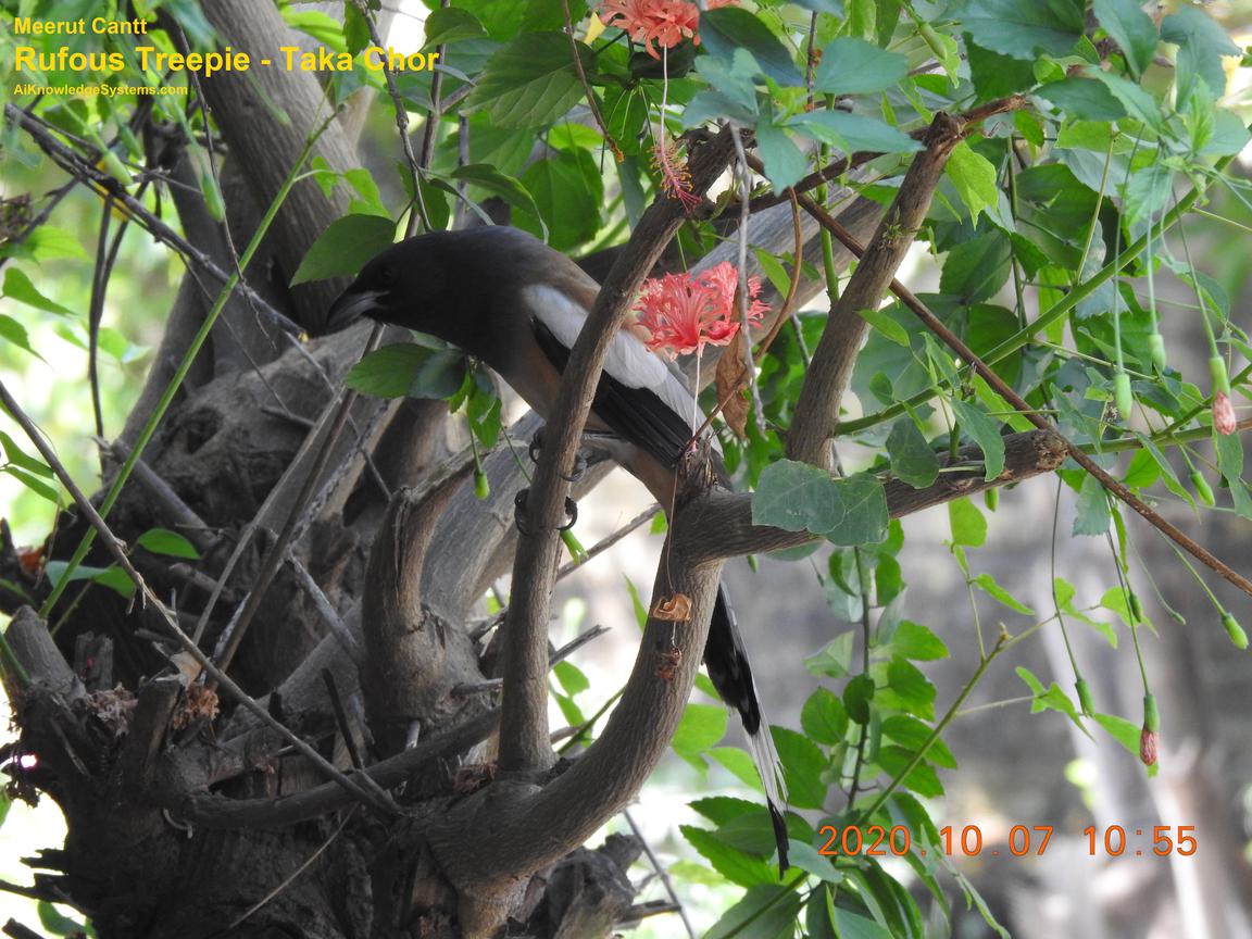 Rufous Treepie (26) Coming Soon